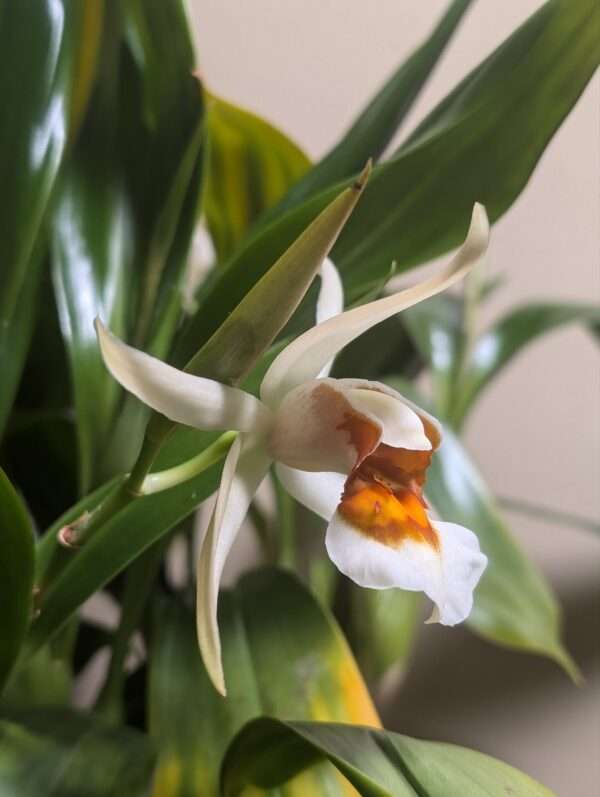Coelogyne  lawrenceana x punctulata