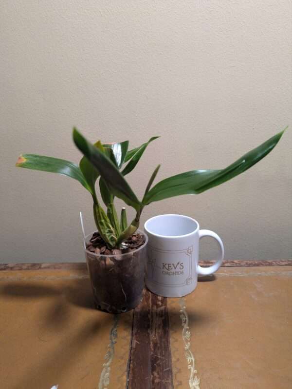 Coelogyne  lawrenceana x punctulata - Image 5