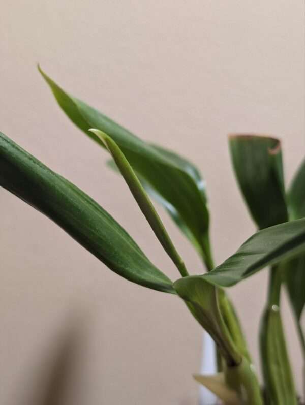 Coelogyne  lawrenceana x punctulata - Image 4