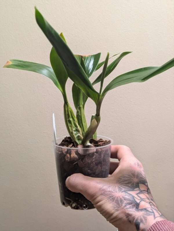 Coelogyne  lawrenceana x punctulata - Image 2