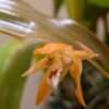 Coelogyne  Tiny Hope