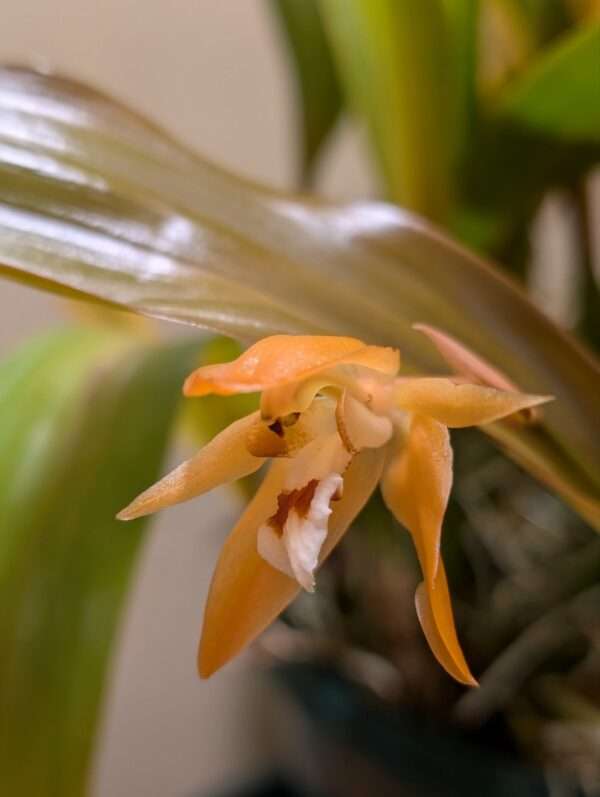 Coelogyne  Tiny Hope