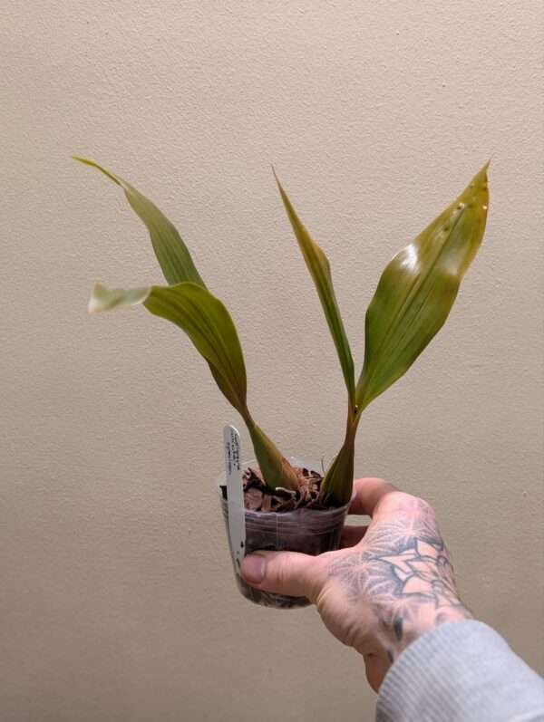 Coelogyne  Tiny Hope - Image 3