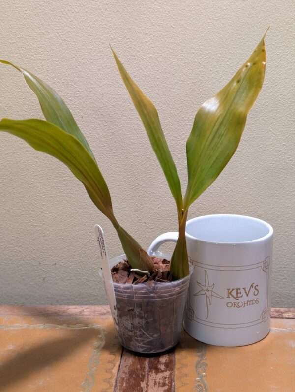 Coelogyne  Tiny Hope - Image 2