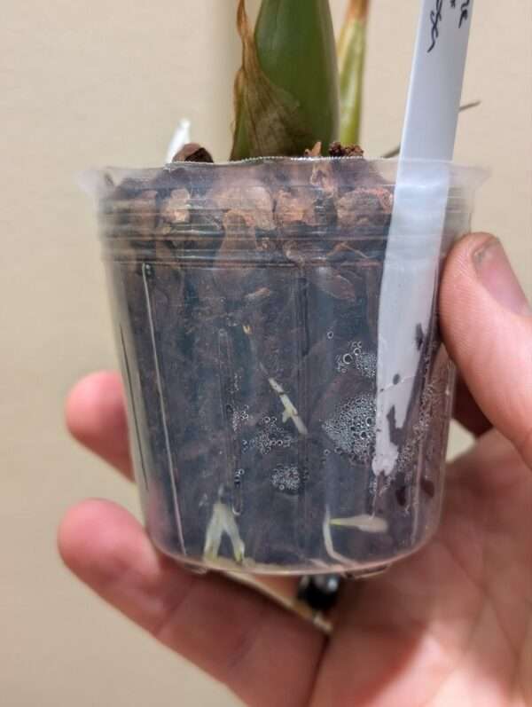 Coelogyne  Tiny Hope - Image 4