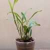 Dendrobium convolutum