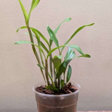 Dendrobium convolutum