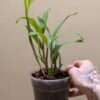 Dendrobium convolutum - Image 2