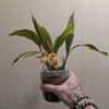 Coelogyne  Tiny Hope - Image 4