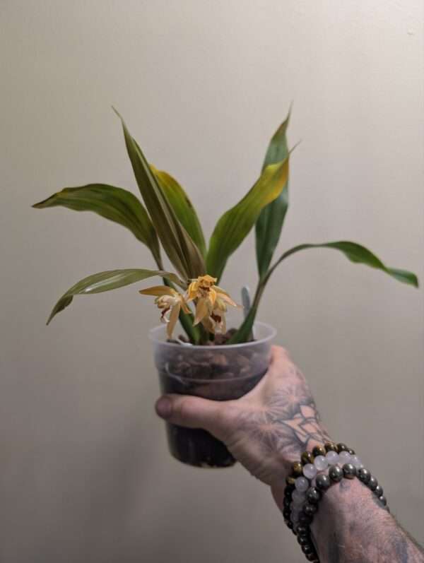 Coelogyne  Tiny Hope - Image 4