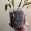 Coelogyne  Tiny Hope - Image 2