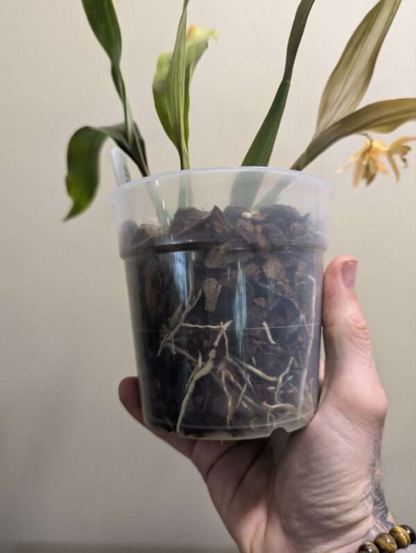 Coelogyne  Tiny Hope - Image 2