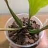 Coelogyne  Tiny Hope - Image 3