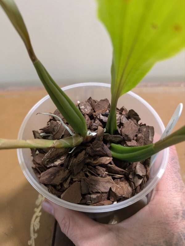 Coelogyne  Tiny Hope - Image 3