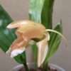 Coelogyne speciosa 'peach goblin' - Image 2