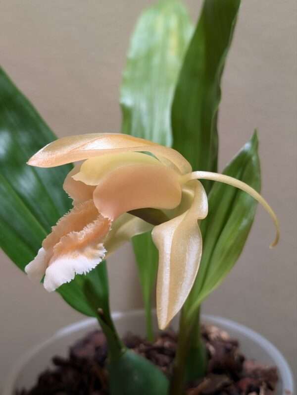 Coelogyne speciosa 'peach goblin' - Image 2