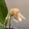 Coelogyne speciosa 'peach goblin'