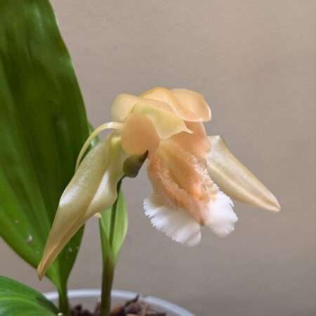 Coelogyne speciosa 'peach goblin'