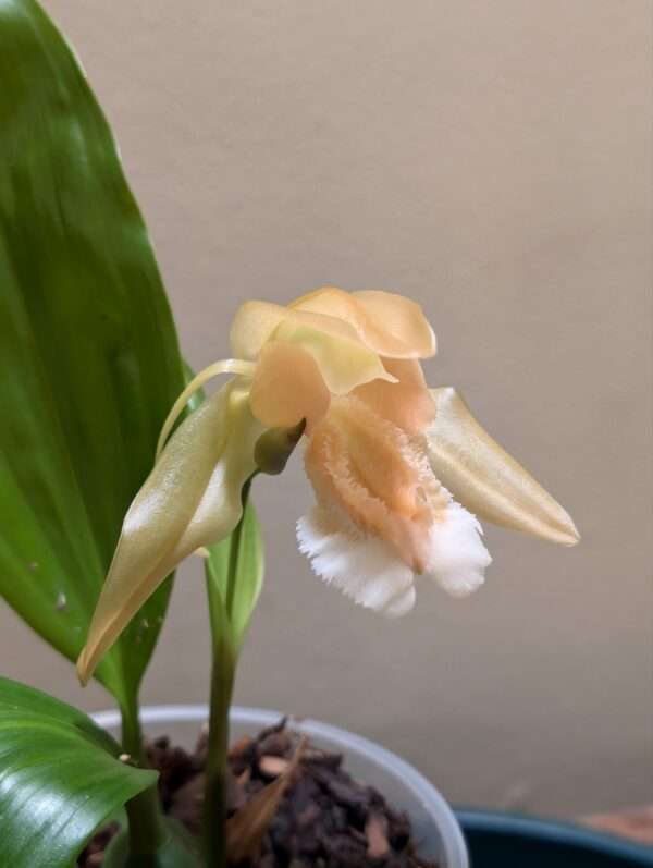 Coelogyne speciosa 'peach goblin'