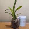 Miltassia Dark Star - Image 2