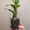Miltassia Dark Star