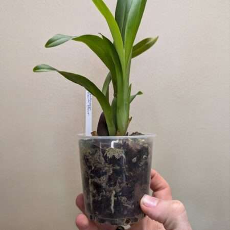 Miltassia Dark Star