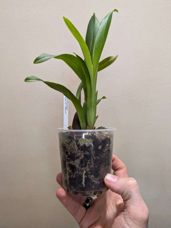 Miltassia Dark Star