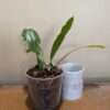 Coelogyne speciosa 'peach goblin' - Image 3