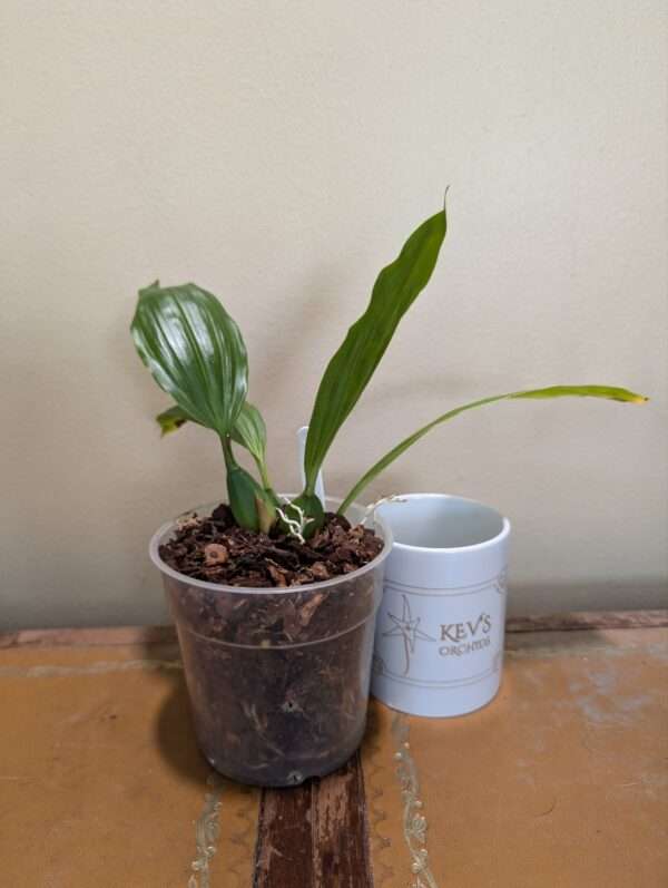 Coelogyne speciosa 'peach goblin' - Image 3