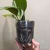 Coelogyne speciosa 'peach goblin' - Image 5