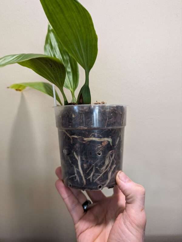 Coelogyne speciosa 'peach goblin' - Image 5