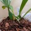 Coelogyne speciosa 'peach goblin' - Image 4