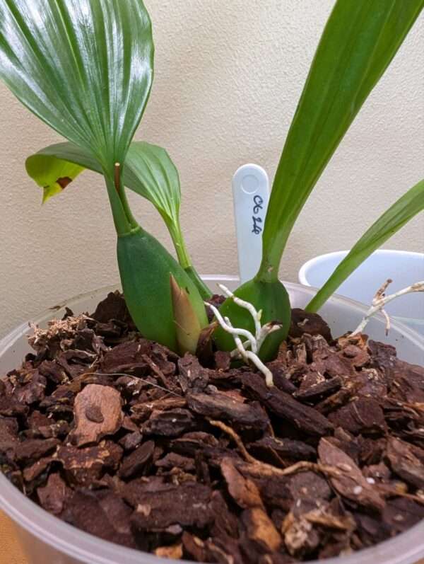 Coelogyne speciosa 'peach goblin' - Image 4