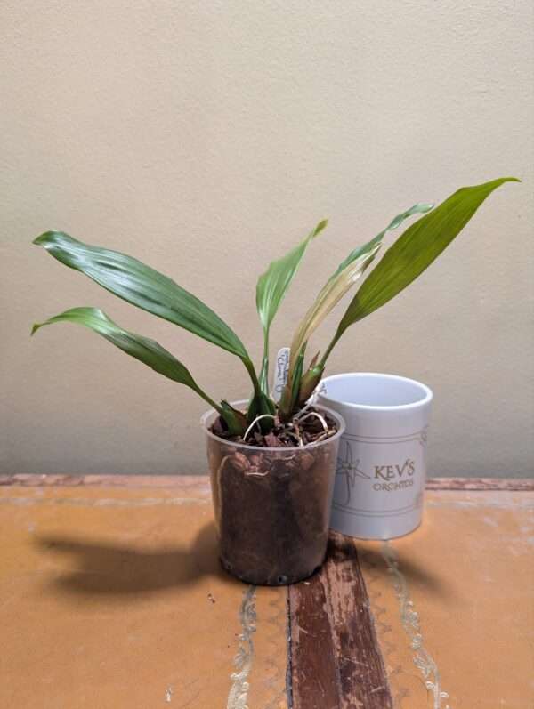 Coelogyne  Orchideengarten Clara - Image 3