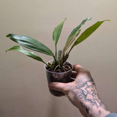 Coelogyne  Orchideengarten Clara