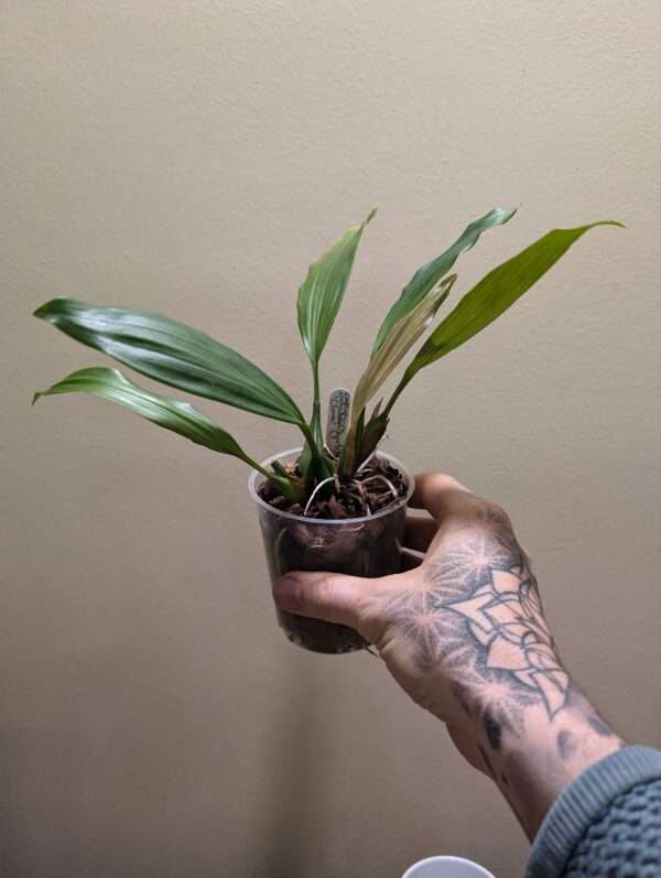 Coelogyne  Orchideengarten Clara