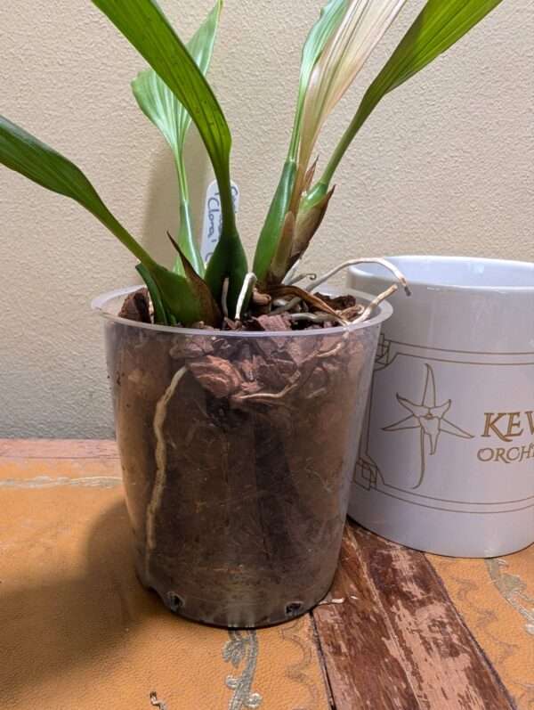 Coelogyne  Orchideengarten Clara - Image 2