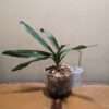 Angraecum Crestwood 'Tomorrow Star' - Image 2