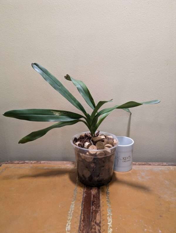 Angraecum Crestwood 'Tomorrow Star' - Image 2