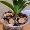 Angraecum Crestwood 'Tomorrow Star' - Image 3