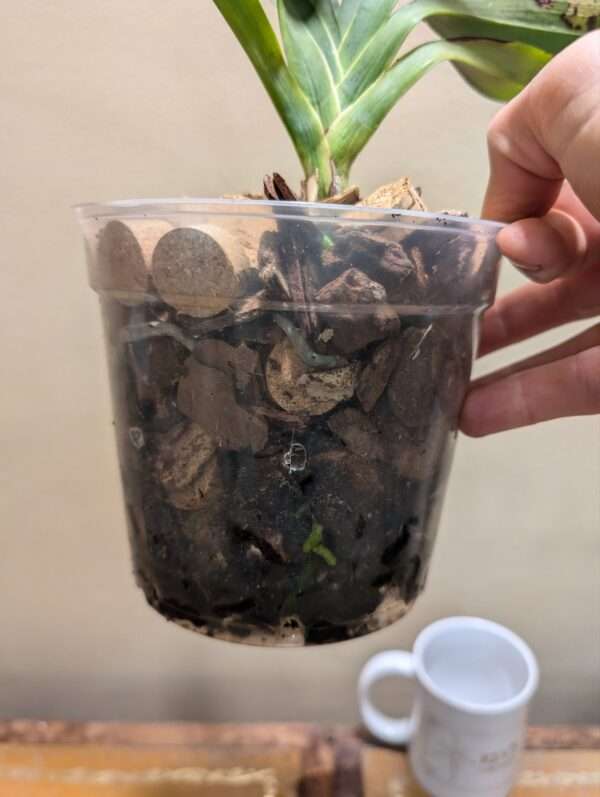 Angraecum Crestwood 'Tomorrow Star' - Image 4