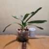 Angraecum Crestwood 'Tomorrow Star'