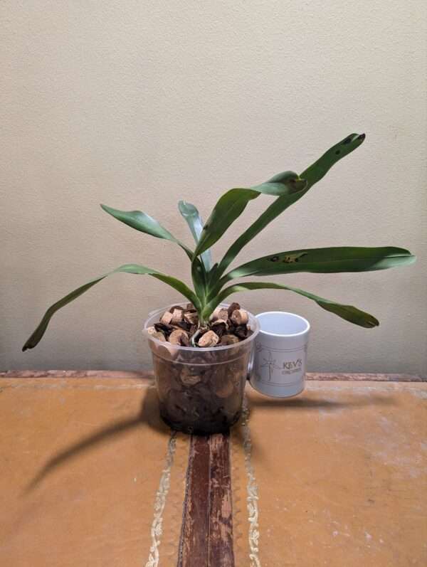 Angraecum Crestwood 'Tomorrow Star'