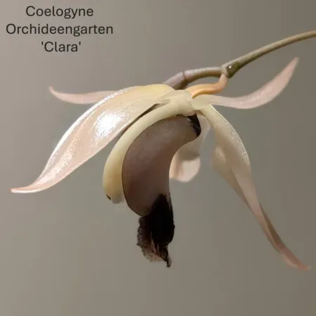 Coelogyne  Orchideengarten Clara