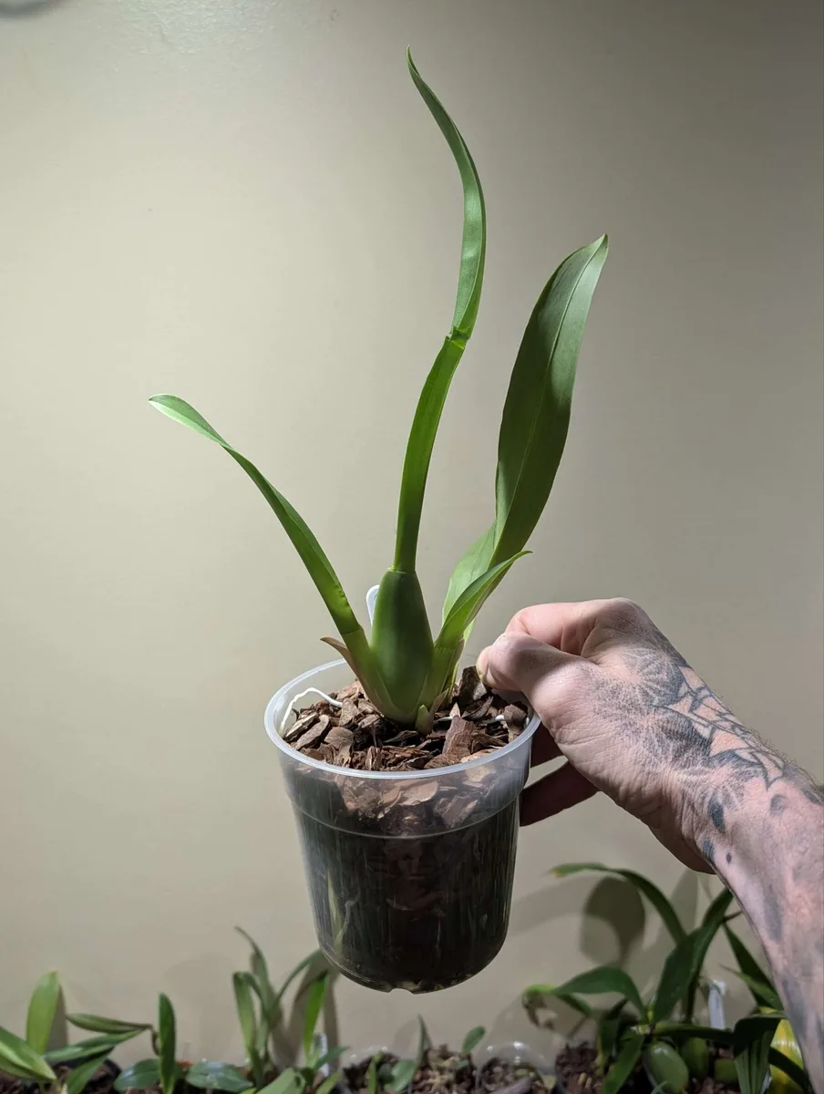 Miltassia Dark Star