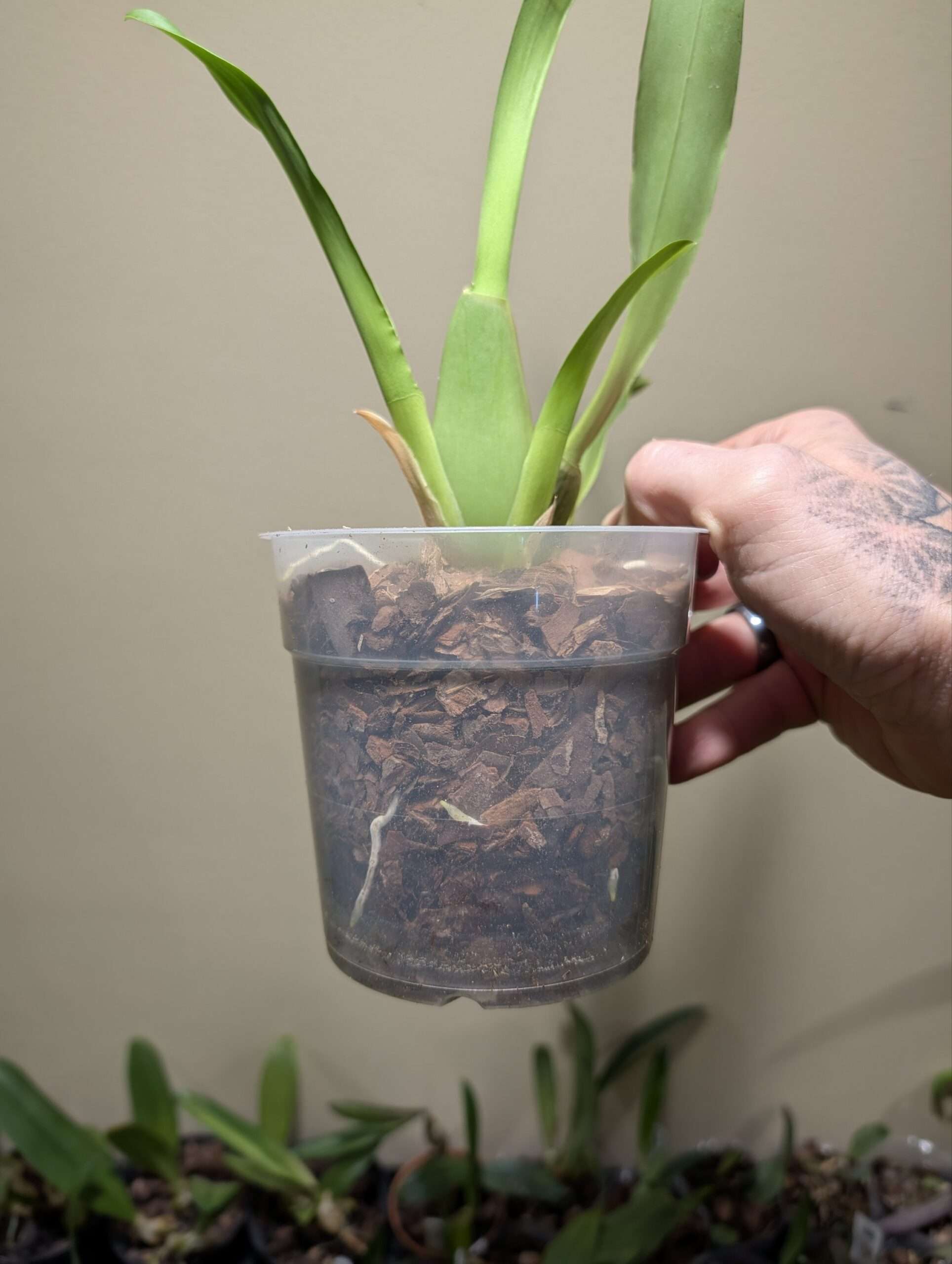 Miltassia Dark Star - Image 2