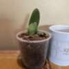 Haemanthus albiflos - Image 3