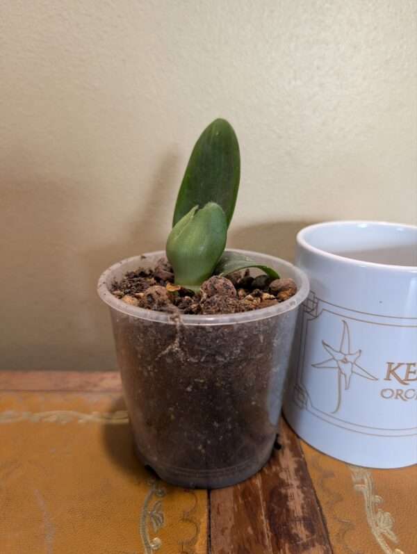Haemanthus albiflos - Image 3