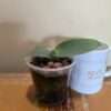 Haemanthus albiflos - Image 4