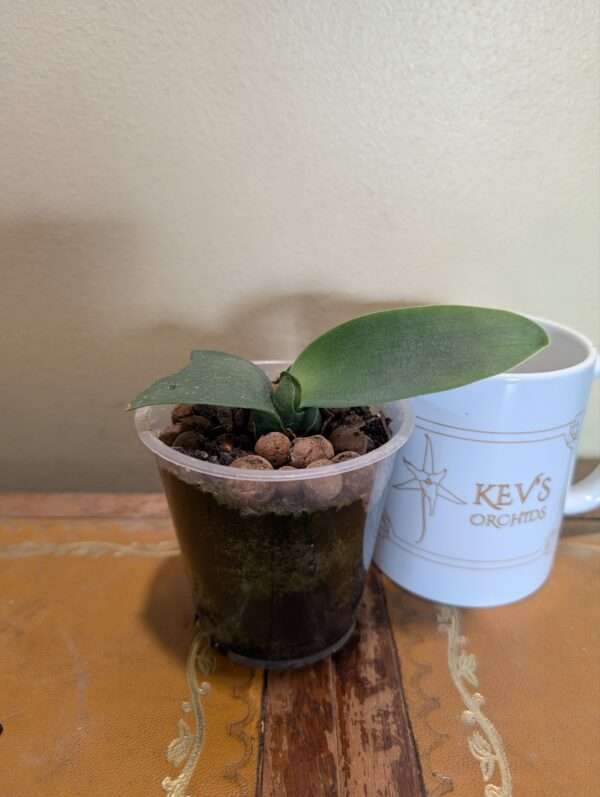 Haemanthus albiflos - Image 4